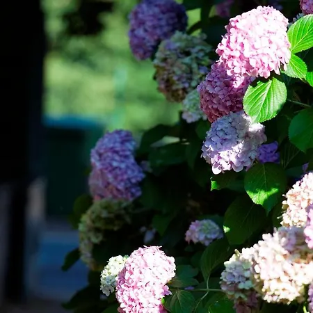 Bed & Breakfast La Cerisaie - D'hotes &